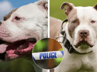 Dog dies in Malswick, man arrested