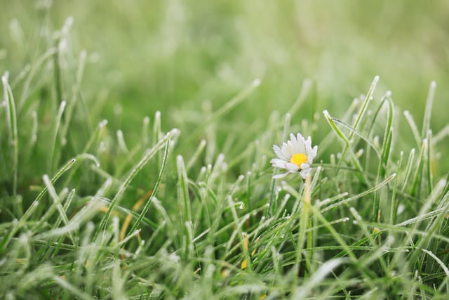 Forest Council praises No Mow May participants