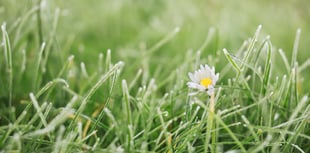Forest Council backs 'No Mow May'