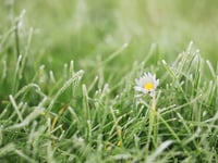 Forest Council praises No Mow May participants
