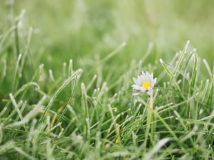 Forest Council backs 'No Mow May'