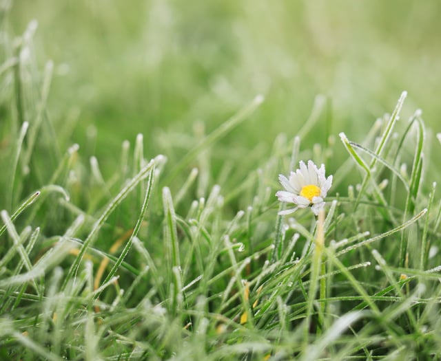 Forest Council backs 'No Mow May'