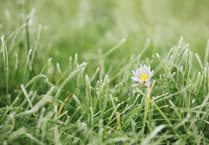 Forest of Dean District Council again backs 'No Mow May'