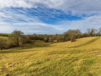 Forestry England reveals Edge End woodland plans