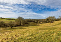 Edge End's new woodland plans revealed
