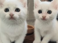 Urgent spring appeal to save cats in Gloucestershire