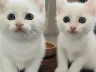 Urgent spring appeal to save cats in Gloucestershire