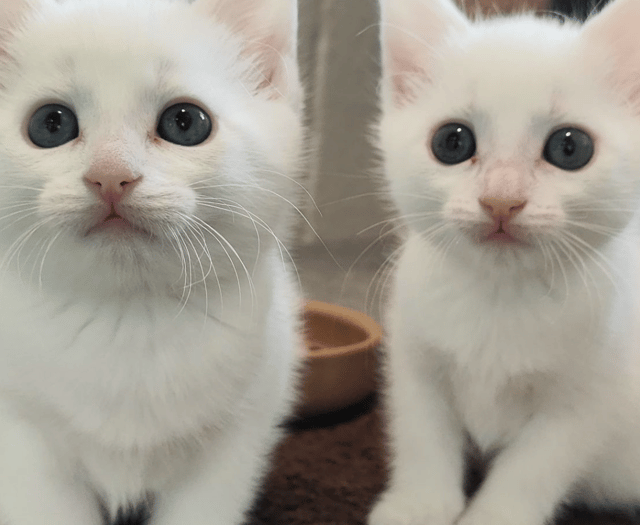 Urgent spring appeal to save cats in Gloucestershire