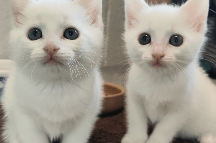 Kittens