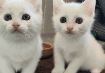 Could you help Gloucestershire's vulnerable cats?