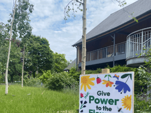 Forest of Dean Council backs wildlife with No Mow May