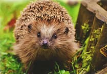 Gloucestershire experts dispel hedgehog myths as part of new campaign