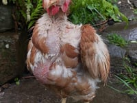 A new home for Bluebell thanks to hen-rehoming volunteers