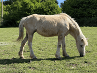 Horse therapy marks 15 years of change