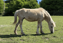 GLEAM: 15 years of horse therapy