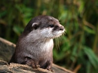 Forestry England gives otter-spotting tips on World Otter Day