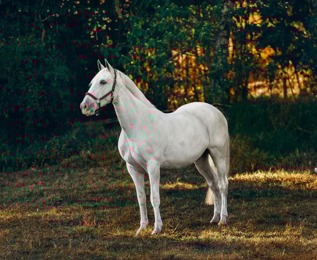 Hartpury to welcome equestrian reality show