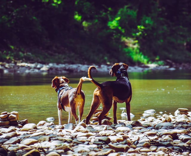 Beat the heat in the Forest of Dean: Top tips for you and your dog