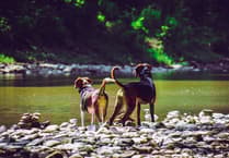 Beat the heat in the Forest of Dean: Top tips for you and your dog