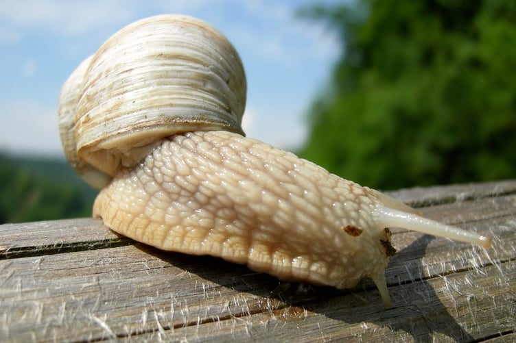 Richard Fishbourne supplies Burgundy snails to top restaurants
