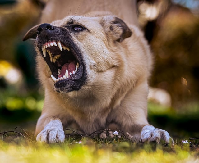 Gloucestershire dog attacks surge 74%