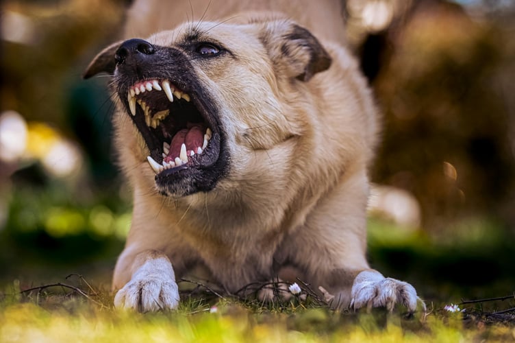 Angry dog