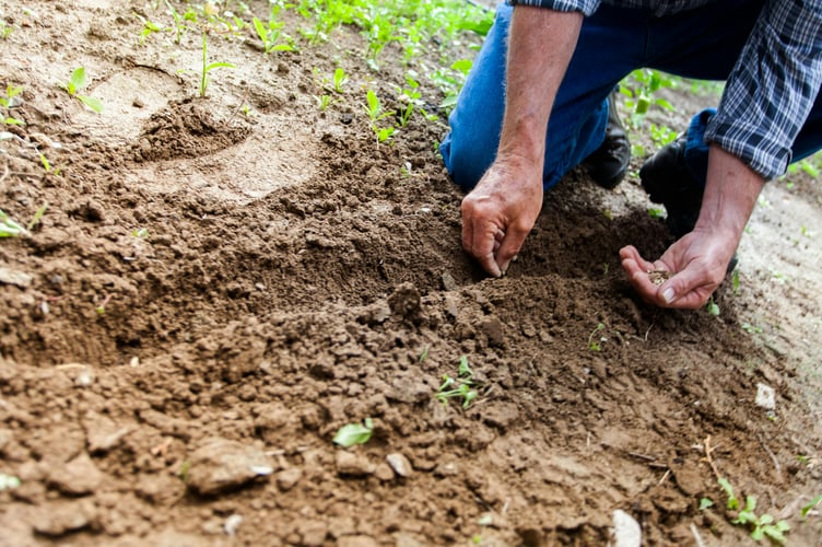 Farmer farming