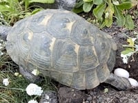 All systems slow as 'male' tortoise Speedy lays eggs after 41 years