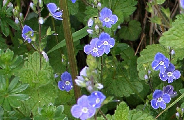 Tony Atkin / Germander Speedwell - Veronica chamaedrys