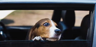 Keep dogs safe in cars as temperatures rise