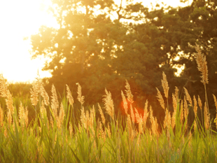 Forest of Dean may see third heatwave