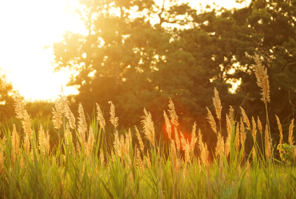 Record May heatwave forecast for UK