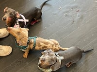 Tips to keep dogs safe in the Chepstow heat