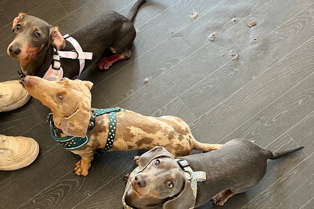 Tips to keep dogs safe in the Chepstow heat