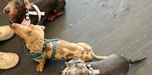Tips to keep dogs safe in the Chepstow heat