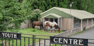 Horses cause chaos on A48