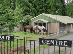 Horses cause chaos on A48