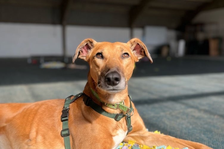 Cotswolds Dogs and Cats Home