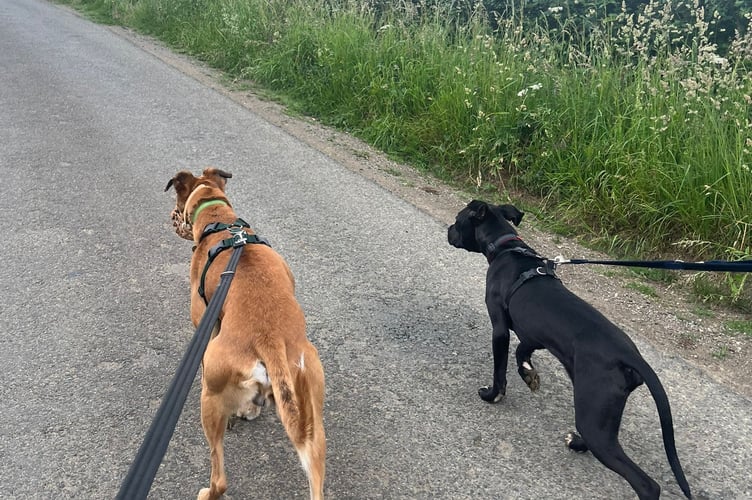 Cotswolds Dogs and Cats Home