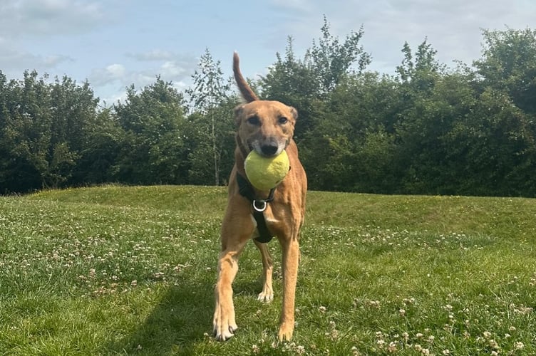 Cotswolds Dogs and Cats Home