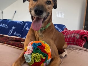 Could Bruno find his forever home in the Forest? 