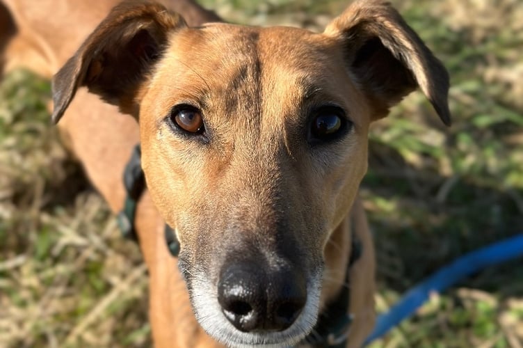 Cotswolds Dogs and Cats Home