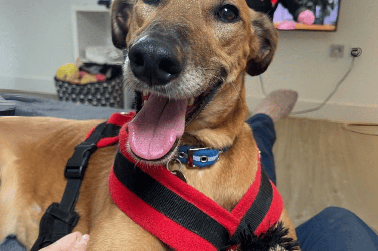 Cotswolds Dogs and Cats Home