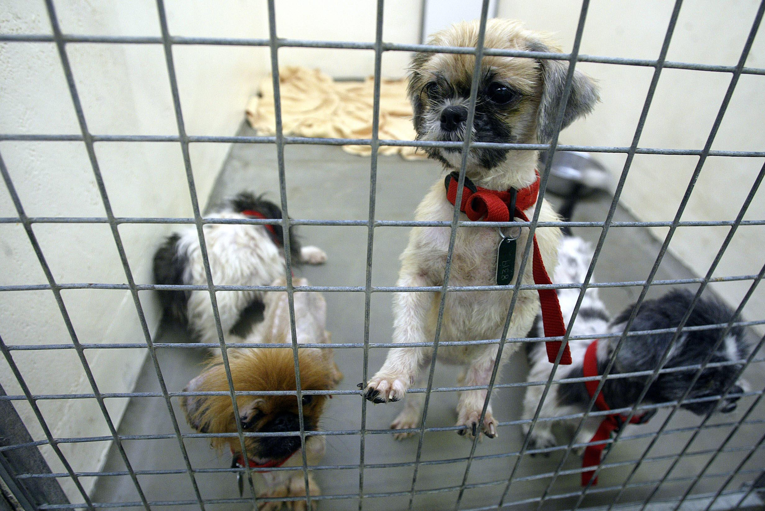 Rise in animal cruelty calls to the RSPCA in Gloucestershire
