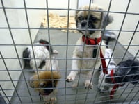 Rise in animal cruelty calls to the RSPCA in Gloucestershire