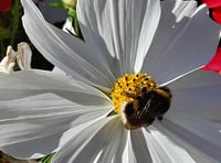 Lydney Town Council's delight at bee boom