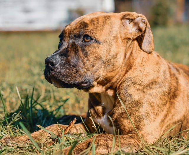 UK dog owners warned of garden dangers