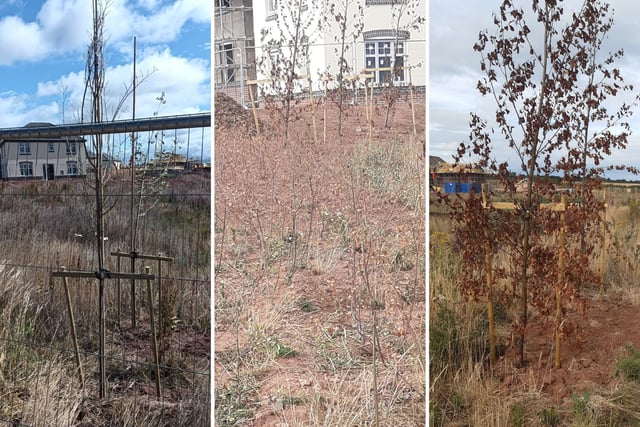 Residents form 'chain gang' to save dying trees