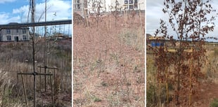 Residents form 'chain gang' to save dying trees