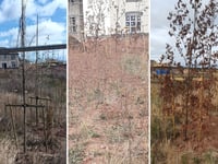 Residents form 'chain gang' to save dying trees